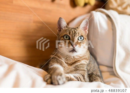 funny tabby cat funny tabby cat 48839107