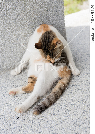 little cat wash 48839124