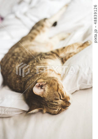 lazy and funny tabby cat lazy and funny tabby cat 48839126