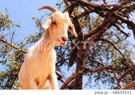 木登りするヤギ 48839331