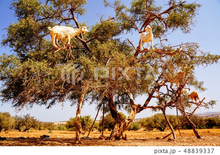木登りするヤギの写真素材 4337