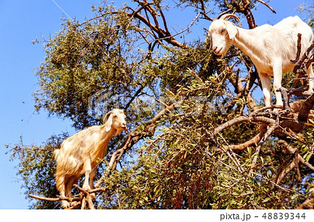 木登りするヤギの写真素材 4344