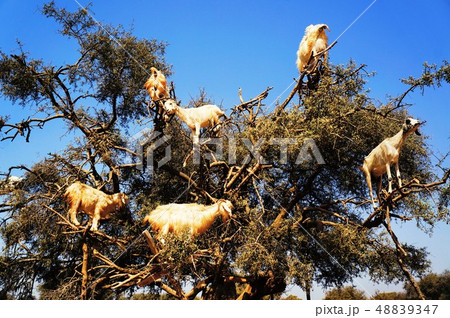 木登りするヤギ 木登りするヤギ 48839347