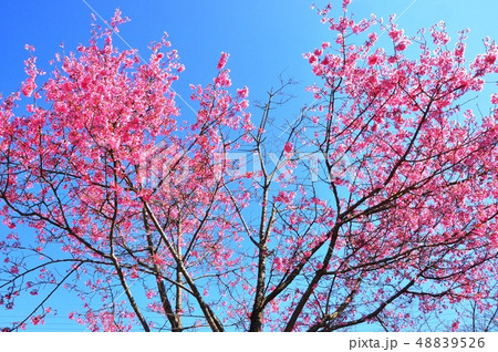 おかめ桜と青空 48839526