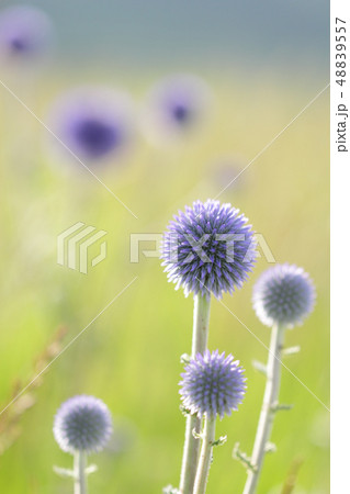 ヒゴタイ ヒゴタイ 48839557