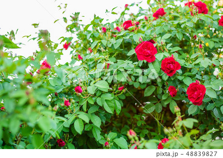 Beautiful roses in the garden, growing different Beautiful roses in the garden, growing different 48839827
