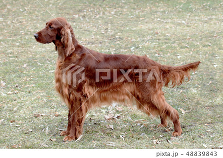 Portrait of  Irish Red Setter  in the public park. 48839843