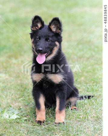 Portrait of  Bohemian Shepherd in the public park. 48839845