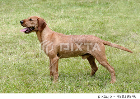Portrait of Corse-haired Styrian Hound  in the 48839846