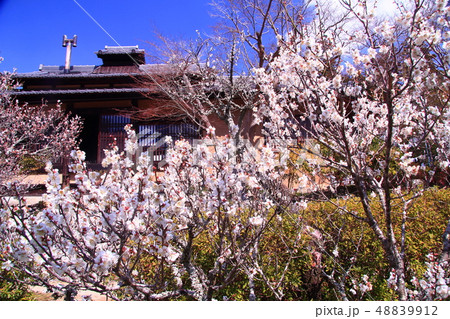 観心寺(大阪府 河内長野市)の観梅 観心寺(大阪府 河内長野市)の観梅 48839912