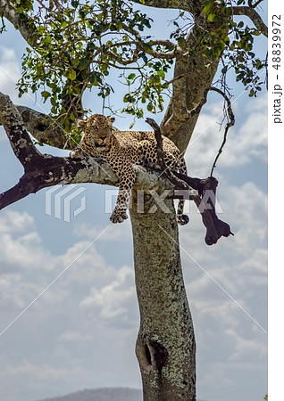 Leopard lying on a branch of a tree in the Masai Leopard lying on a branch of a tree in the Masai 48839972