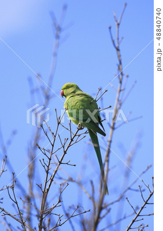 野生のワカケホンセイインコ 野生のワカケホンセイインコ 48840740