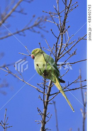 野生のワカケホンセイインコ 48840743