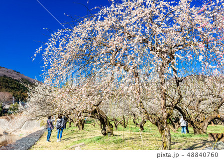 埼玉　越生梅林 48840760