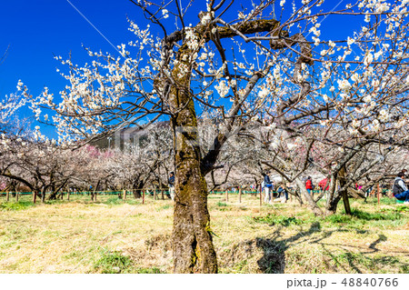 埼玉　越生梅林 48840766