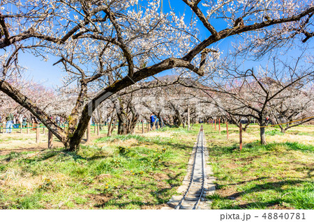 埼玉　越生梅林 48840781