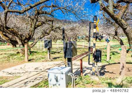埼玉 越生梅林 埼玉 越生梅林 48840782