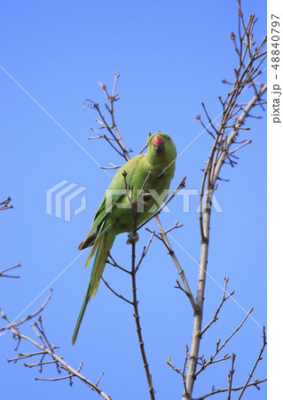 野生のワカケホンセイインコ 48840797