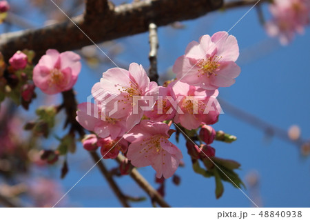 春 桜 さくら 春 桜 さくら 48840938