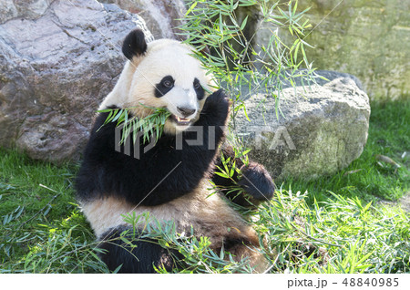 パンダ 笹を食べるジャイアントパンダ パンダ 笹を食べるジャイアントパンダ 48840985