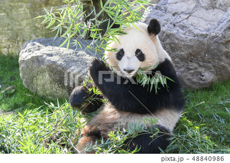 パンダ 笹を食べるジャイアントパンダ パンダ 笹を食べるジャイアントパンダ 48840986