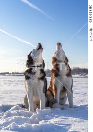 Dogs Howling. 48841390