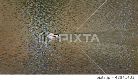 Adult duck in river or lake water Adult duck in river or lake water 48841433