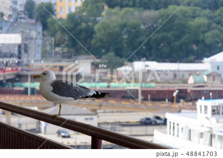A beautiful seagull sits on the railways of the A beautiful seagull sits on the railways of the 48841703