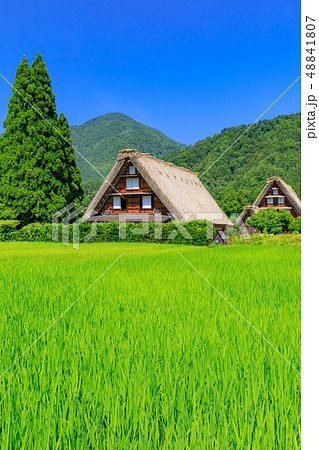 岐阜_真夏の白川郷_快晴 岐阜_真夏の白川郷_快晴 48841807