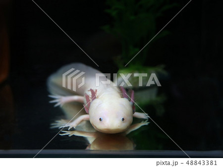 ウーパールーパー ウーパールーパー 48843381