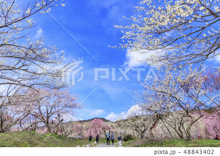 満開のいなべ市梅林公園 48843402