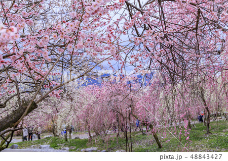 満開のいなべ市梅林公園 満開のいなべ市梅林公園 48843427