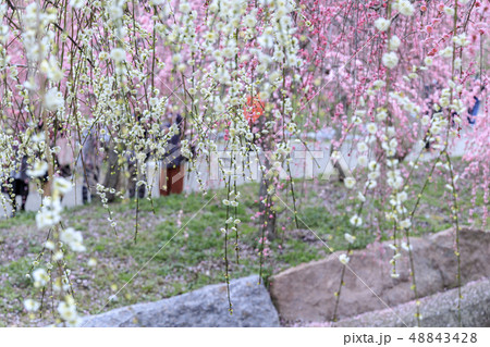 満開のいなべ市梅林公園 満開のいなべ市梅林公園 48843428