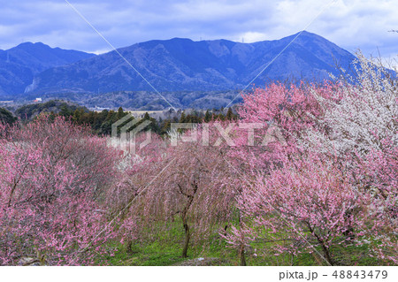 満開のいなべ市梅林公園 48843479