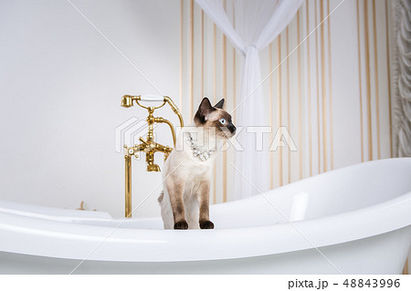 The theme is luxury and wealth. A cat without a tail of the Mekong Bobtail breed in a retro bathroom 48843996