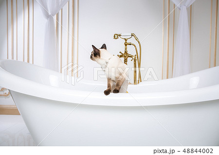 The theme is luxury and wealth. A cat without a tail of the Mekong Bobtail breed in a retro bathroom 48844002