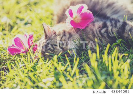 Cat lying on the grass in the garden in summer 48844095
