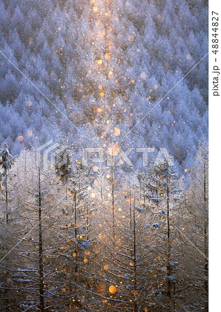 霧ヶ峰の霧氷とダイヤモンドダストとサンピラー 霧ヶ峰の霧氷とダイヤモンドダストとサンピラー 48844827