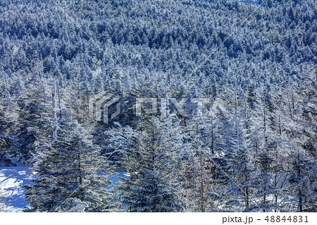 雪の坪庭 48844831