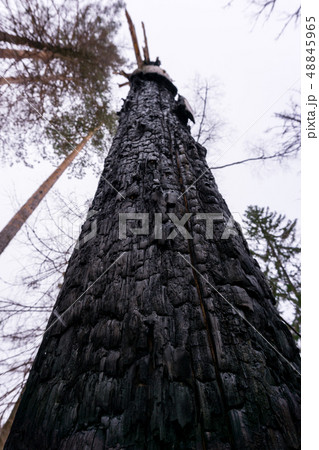 tree burned by lightning tree burned by lightning 48845965