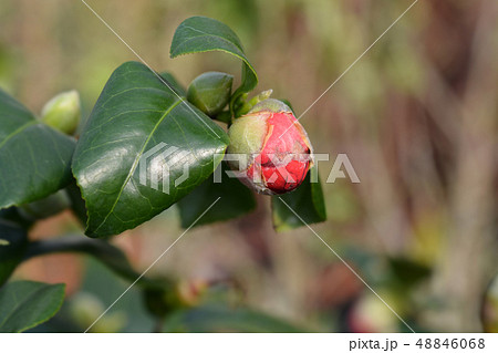 Camellia Lady Campbell 48846068