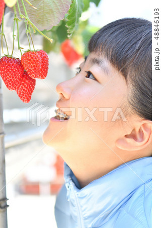 イチゴ狩りを楽しむ女の子 48846193