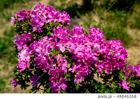 ミヤマキリシマ 経塚山 ミヤマキリシマ 経塚山 48846268