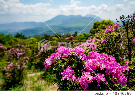 ミヤマキリシマ　経塚山 48846269