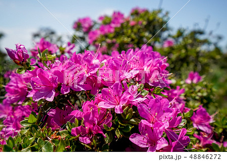 ミヤマキリシマ 経塚山 ミヤマキリシマ 経塚山 48846272