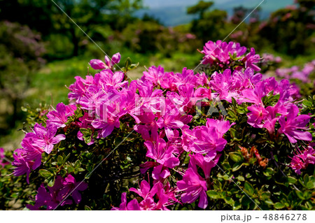 ミヤマキリシマ　経塚山 48846278