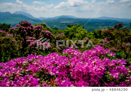 ミヤマキリシマ 経塚山 ミヤマキリシマ 経塚山 48846290