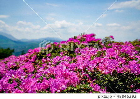 ミヤマキリシマ　経塚山 48846292