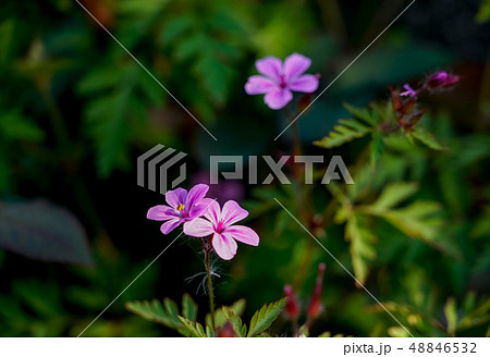 ヒメフウロ 48846532