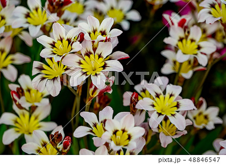 スパラキシス スイセンアヤメ スパラキシス スイセンアヤメ 48846547